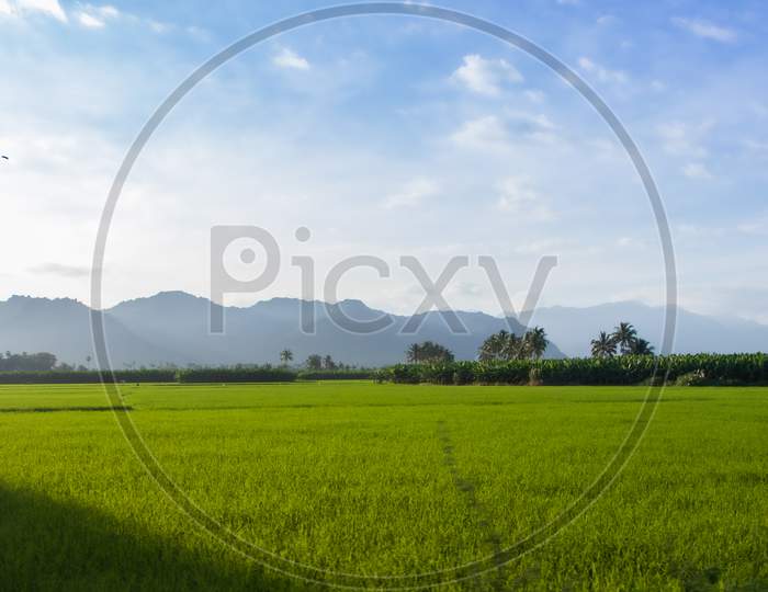 Farm land in South India