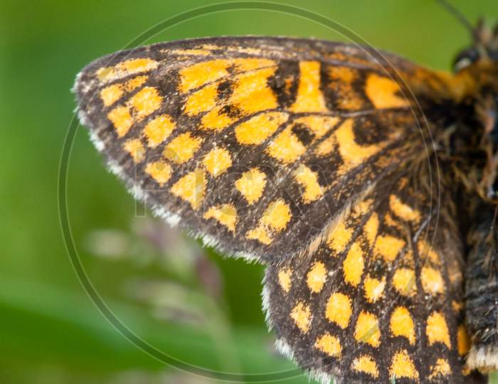Vertical Selective Focus Shot Of Yellow And Black Butterfly Wing