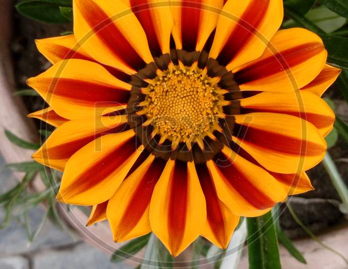 A beautiful flower with yellow and red petals