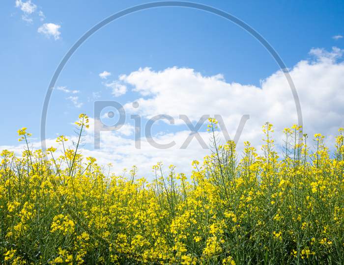 Closeup Shot Of Yellow Rapeseed Field Under The Blue Sky