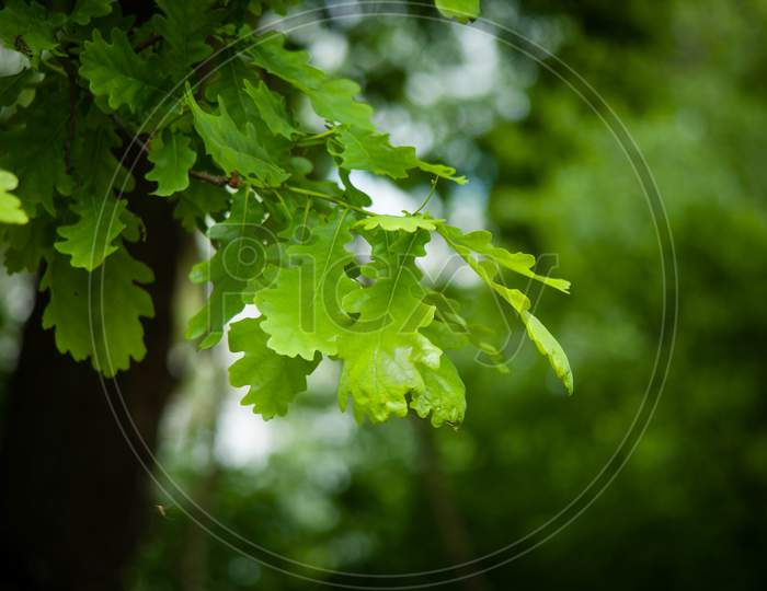 Selective Focus Shot Of Green Oak Leaves