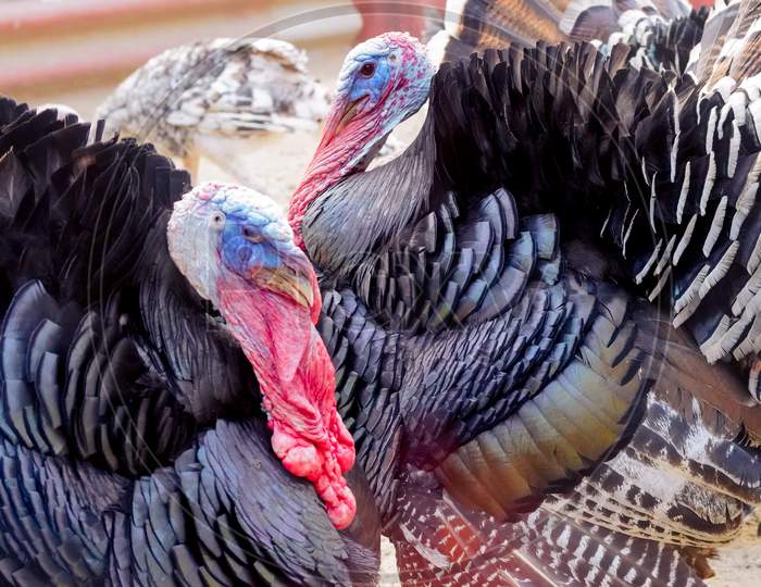 Close Up Shot Of Turkey With Feathers Puffed And Red Beak And Purple Face Losing Feathers Due To Bird Avian Flu In India Asia