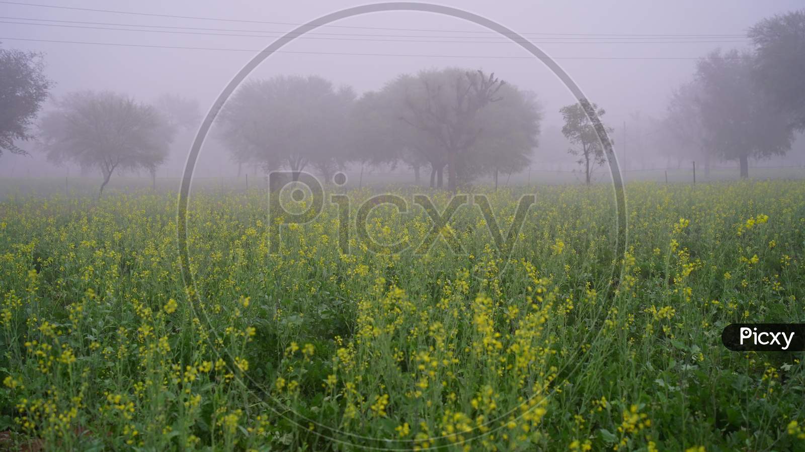 Stunning Scenery Of Mustard Fields In The Morning Mist, Blooming Yellow Mustard Flowers In A Garden. Yellow Dormant Plant Shivering By Mist Droplets.
