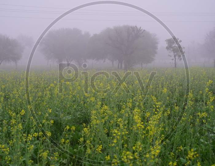 Stunning Scenery Of Mustard Fields In The Morning Mist, Blooming Yellow Mustard Flowers In A Garden. Yellow Dormant Plant Shivering By Mist Droplets.