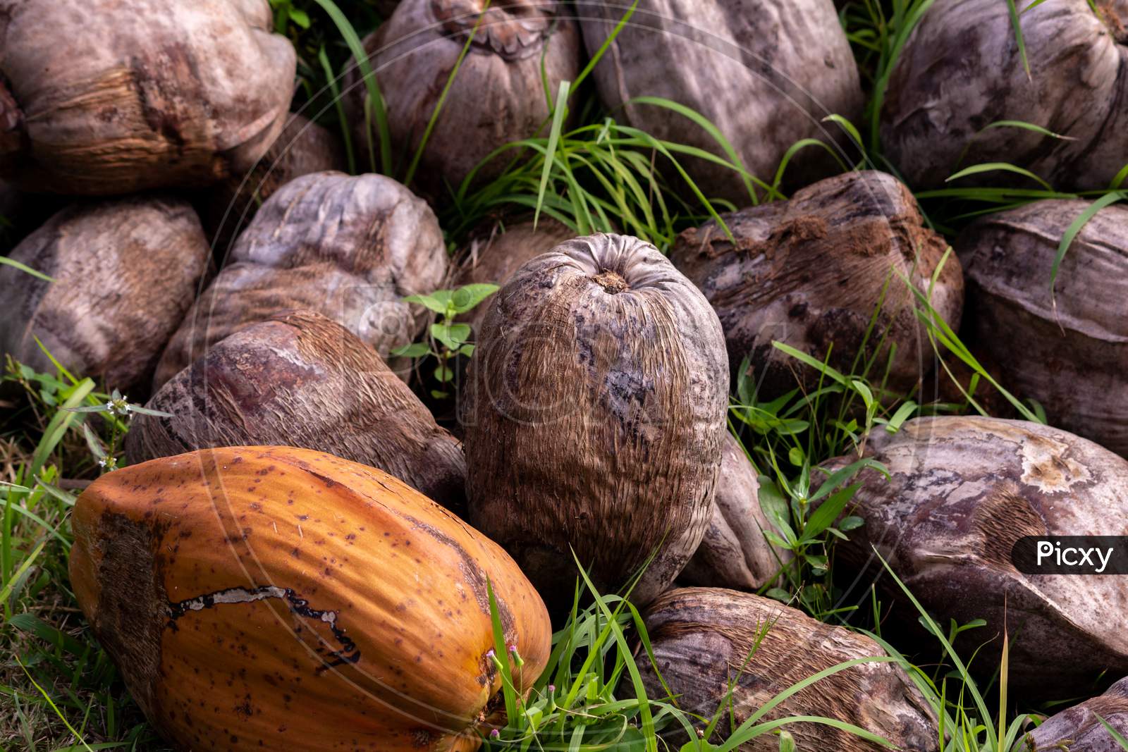 View Of Unpeeled And Dry Coconuts In A Farm Field.