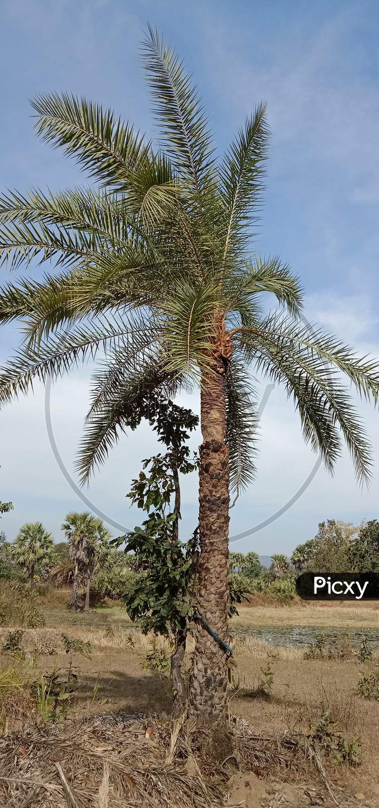 Palm tree preparing for get jucie from it
