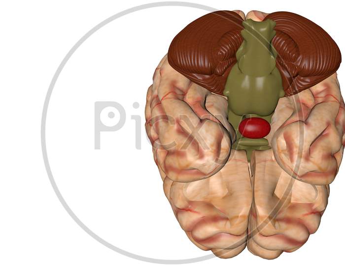 Anatomical 3D Model Of Human Brain For Medical Students.