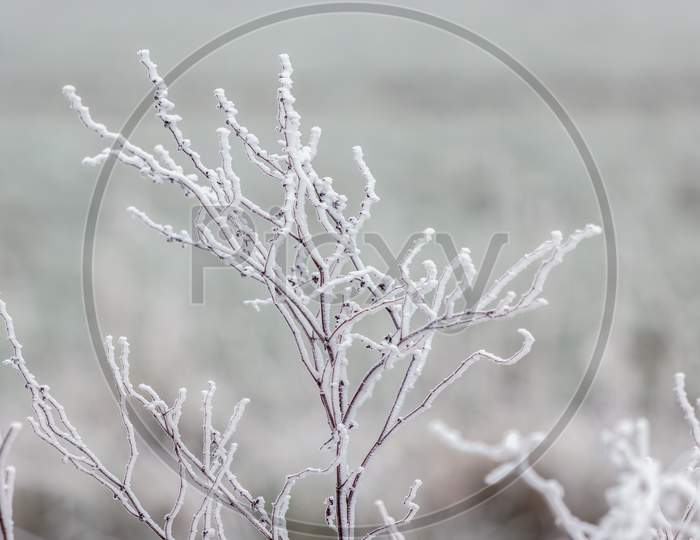 Dead Weed Covered With Hoar Frost On A Cold Winters Day In East Grinstead