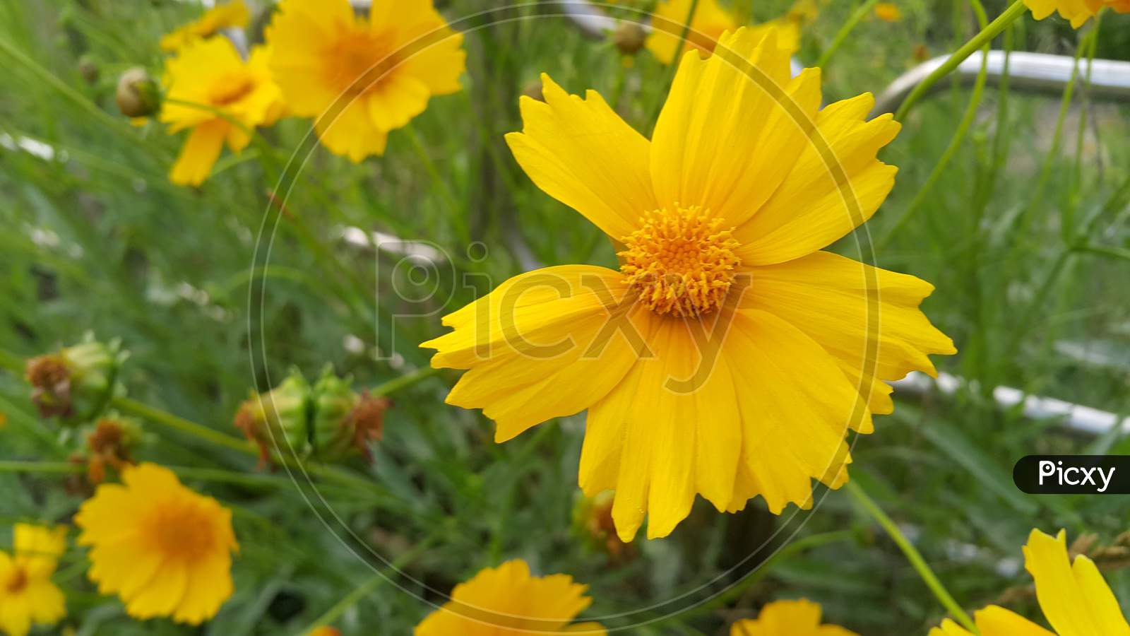 Closeup View Of Lovely Yellow Flower Against A Green Leaves Background