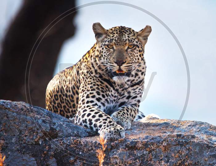 Beautiful pictures of  Kruger