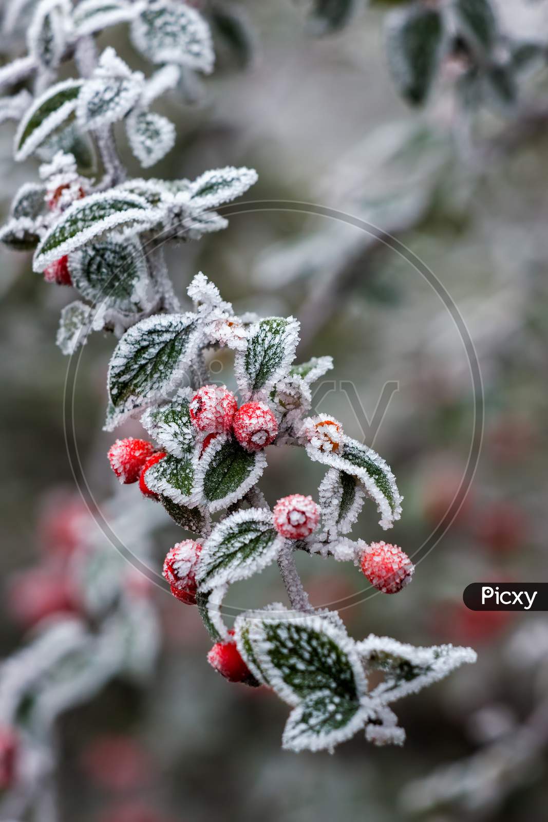 Red Cotoneaster Berries Covered With Hoar Frost On A Cold Winters Day