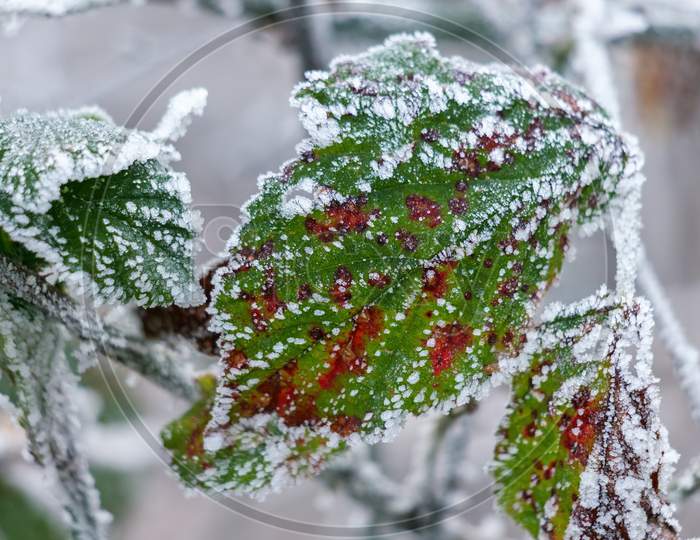 Close Up Of Some Blackberry Leaves Covered With Hoar Frost
