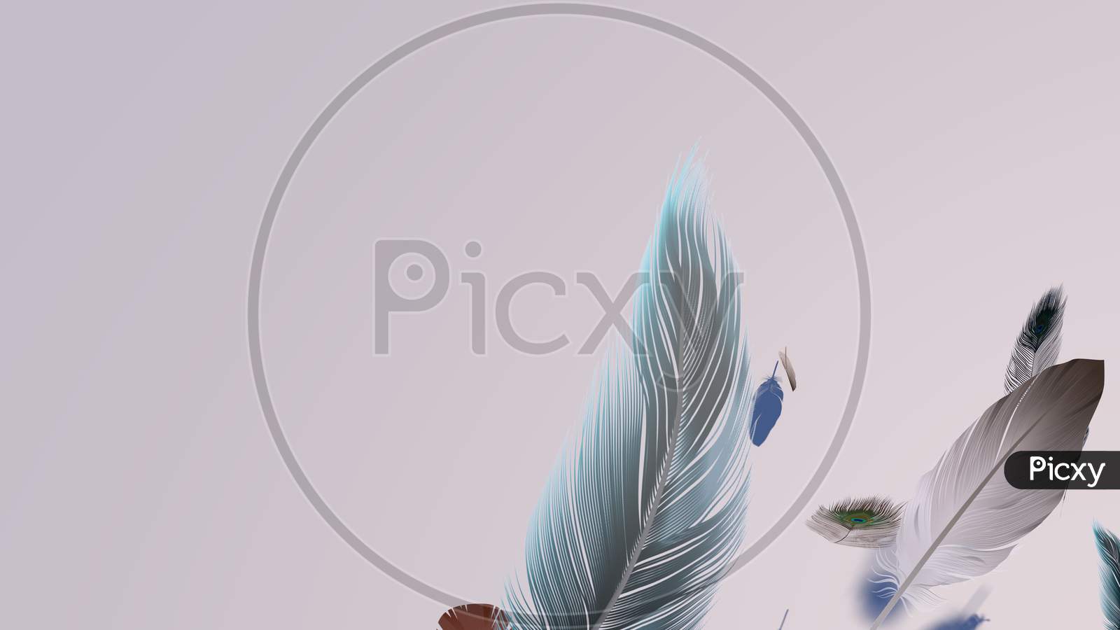 Soft Silky Feathers Isolated With Copy Space For Text And Advertisement