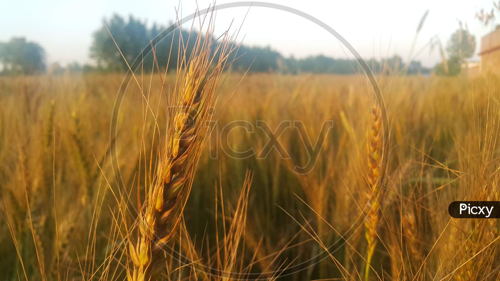 Closeup View Of Barley Spikelets Or Rye In Barley Field.