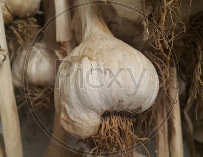 Close-Up View Of Dry Garlic Bulbs Background