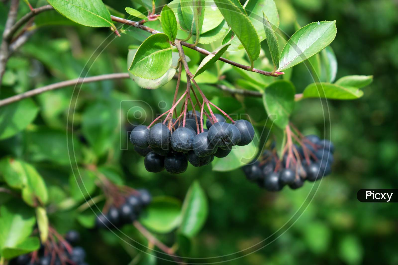 Branch Filled With Aronia Berries.