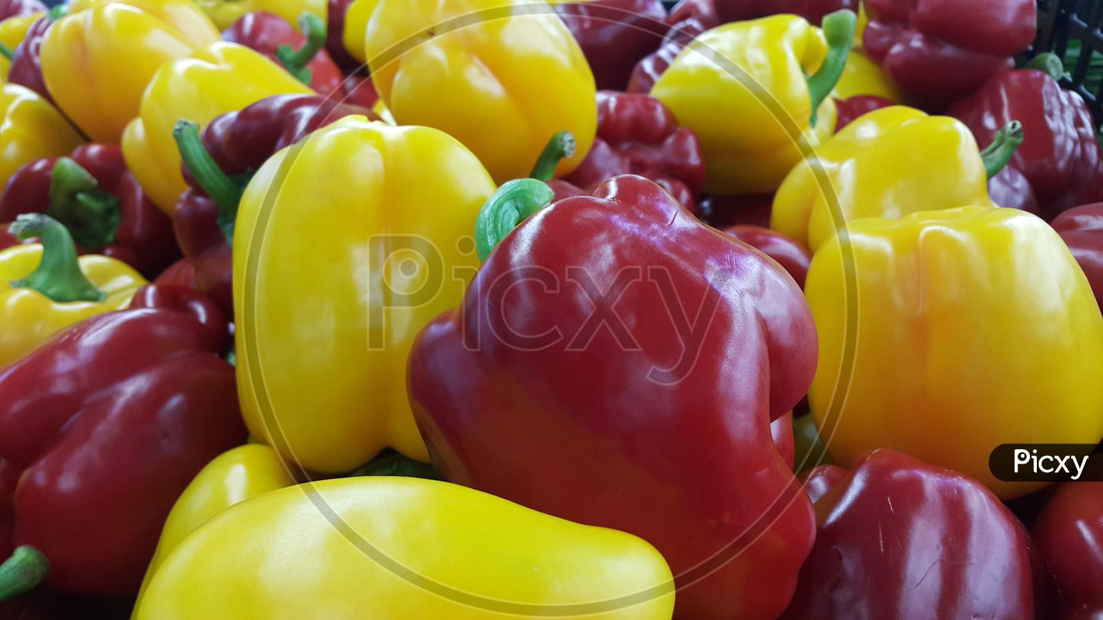 Several Colorful Green, Yellow, Red, Purple Hot Shiny Shimla Chilli Or Peppers