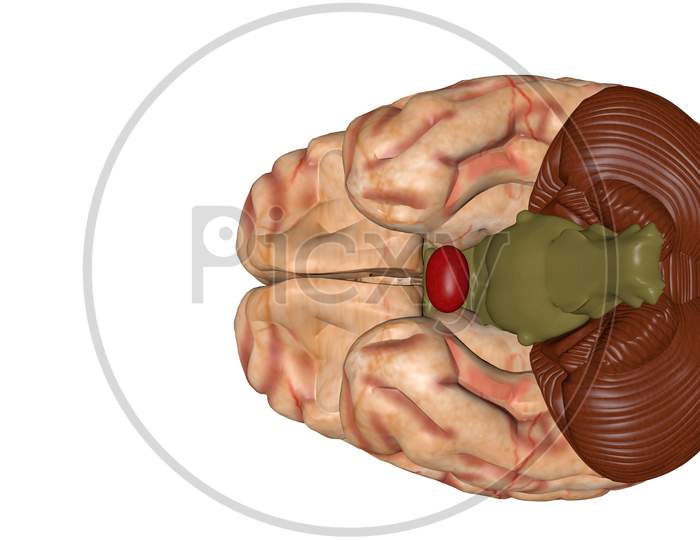 Anatomical 3D Model Of Human Brain For Medical Students.