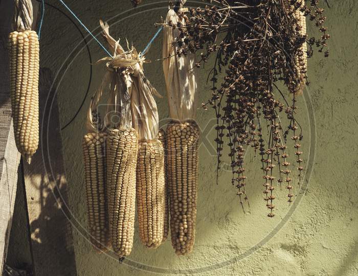 Sweetcorn Hung Up For Drying