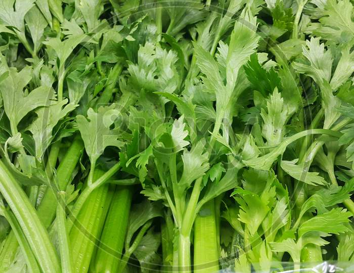 Close Up View Of Lush Green Leaves Of Onions. Vegetable Background.