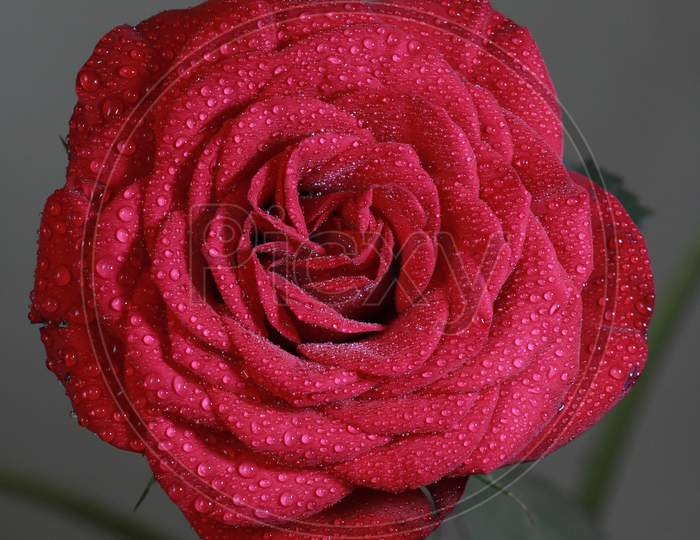 Water drops on beautiful red rose. Sign of love