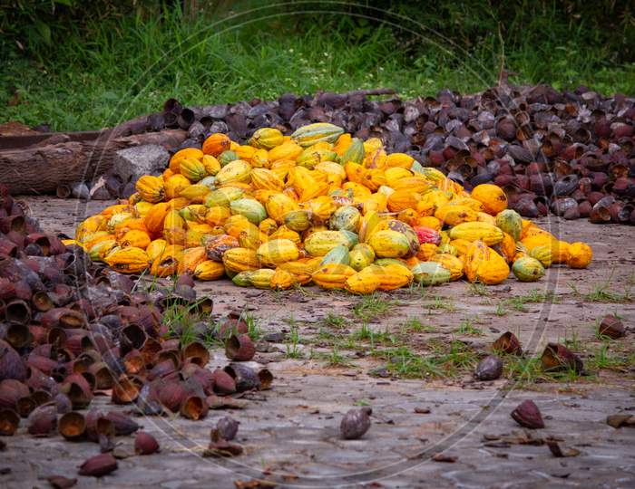 View Of Harvested And Outer Shells Of The Cacao Fruits. In A Heap. Yellow Color Cocoa Fruit (Also Known As Theobroma Cacao)