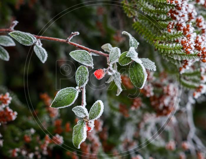 Red Cotoneaster Berries Covered With Hoar Frost On A Cold Winters Day