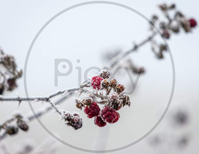 Close Up Of Some Unripened Blackberries Covered With Hoar Frost