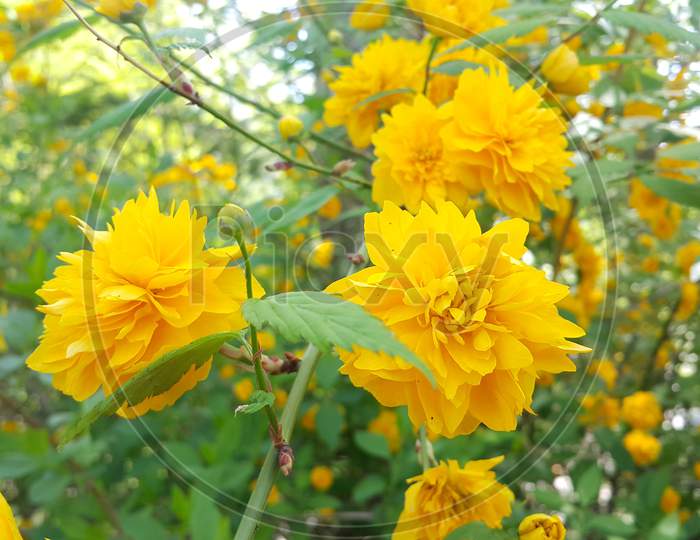 Closeup View Of Lovely Yellow Flower Against A Green Leaves Background