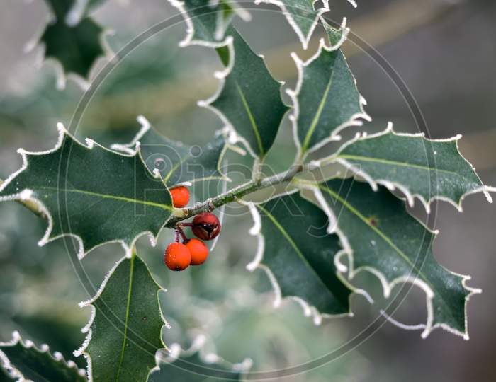 Holly (Ilex) Leaves Covered With Hoar Frost In Winter