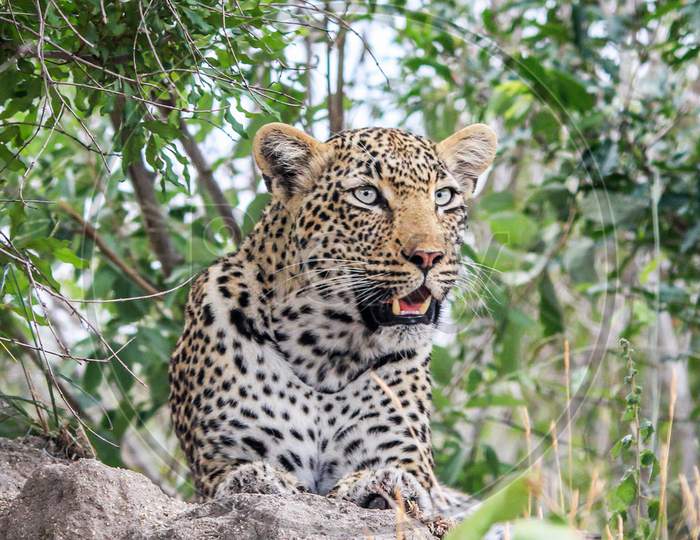 Beautiful pictures of  Kruger