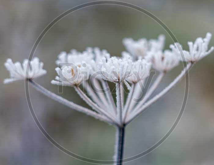 Dead Cow Parsley Covered In Hoar Frost On A Winters Day