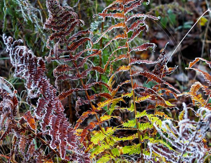 Colourful Decaying Fern Covered With Hoar Frost On A Winters Day