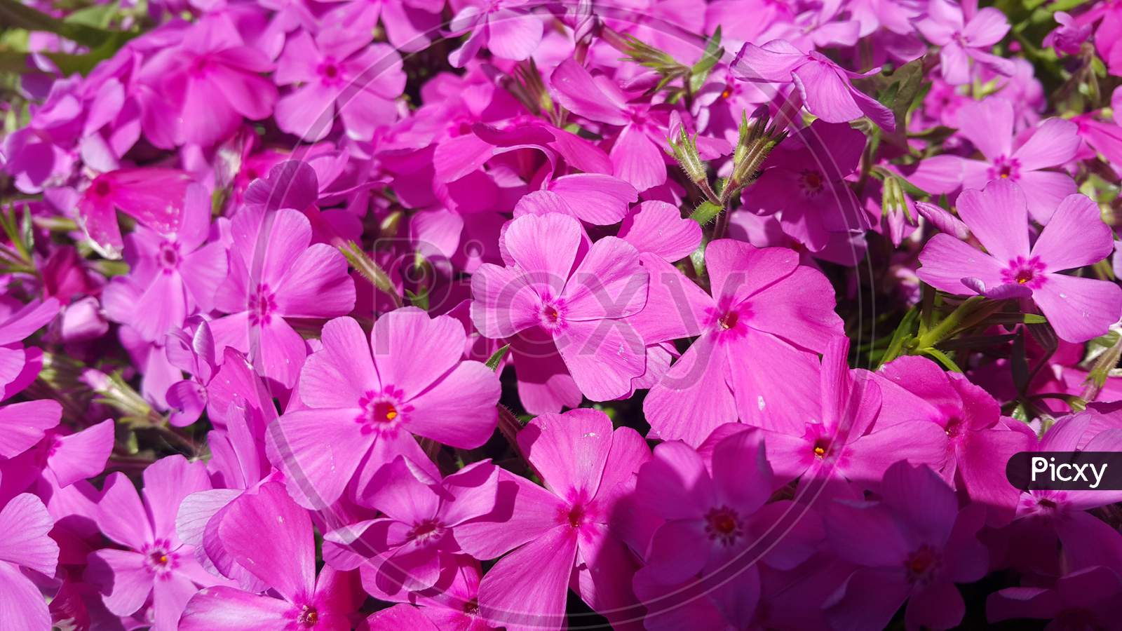 Close Up View Of Several Pink Flowers Under Sunlight With Pink Petals