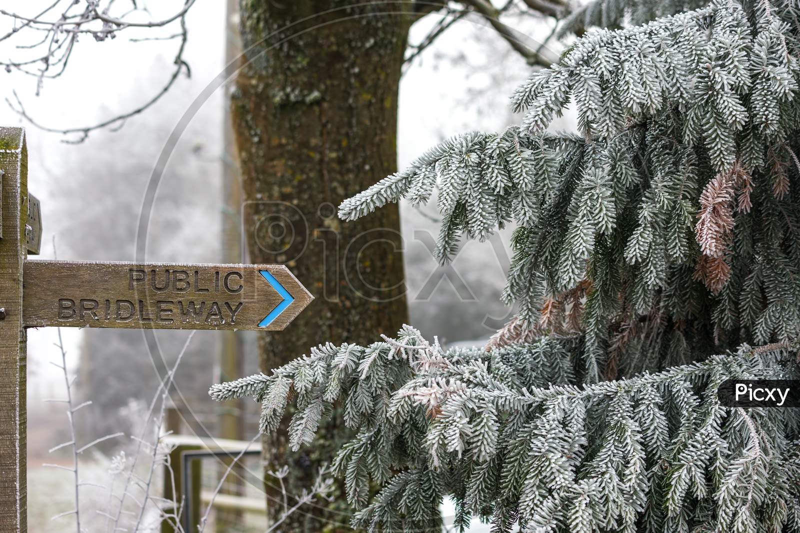 Pine Tree Covered With Hoar Frost Pointing To A Public Bridelway Signpost