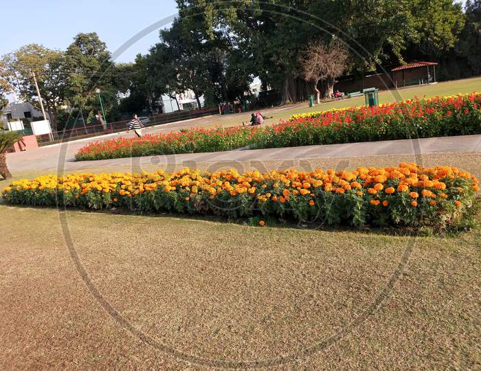 Park flower Chandigarh sector 33