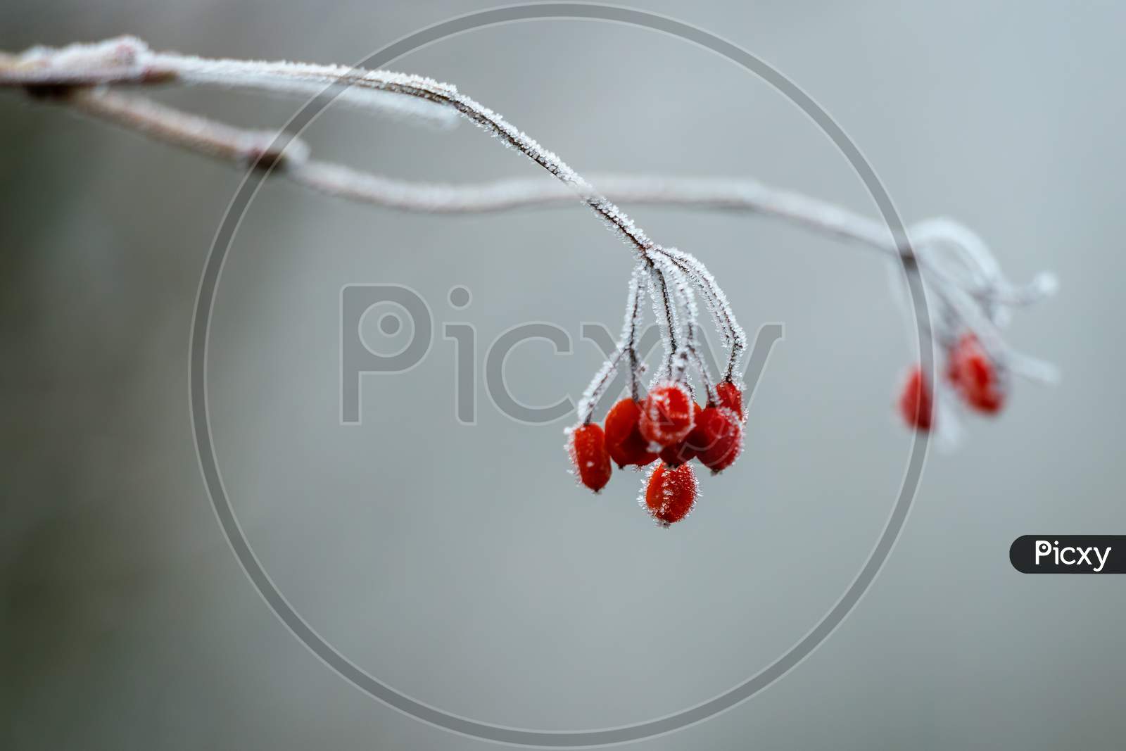 Wild Red Berries Covered With Hoar Frost On A Cold Winters Day