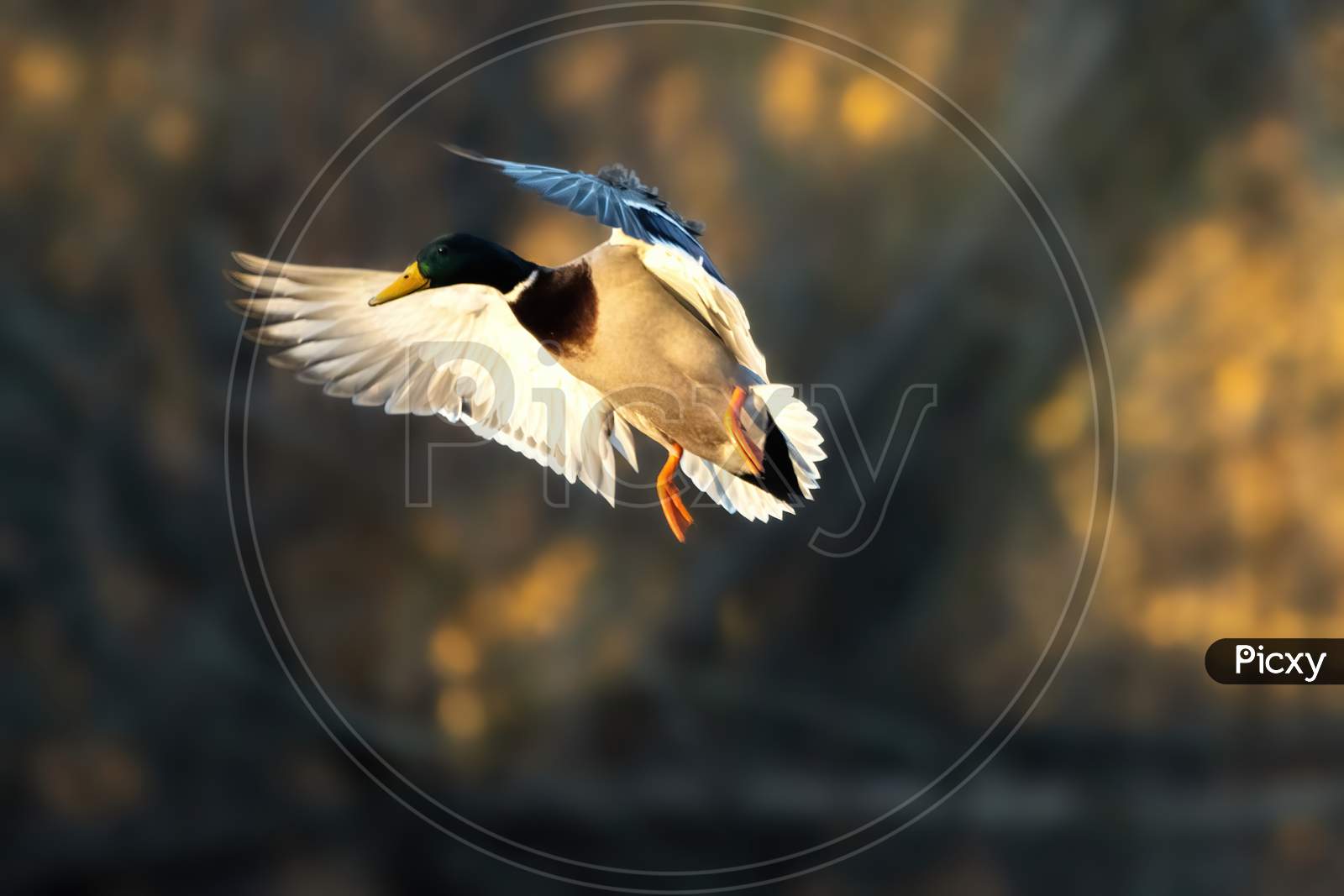 A male mallard flying, trying to land at a little lake in the Mönchbruch natural reserve in Hesse, Germany.
