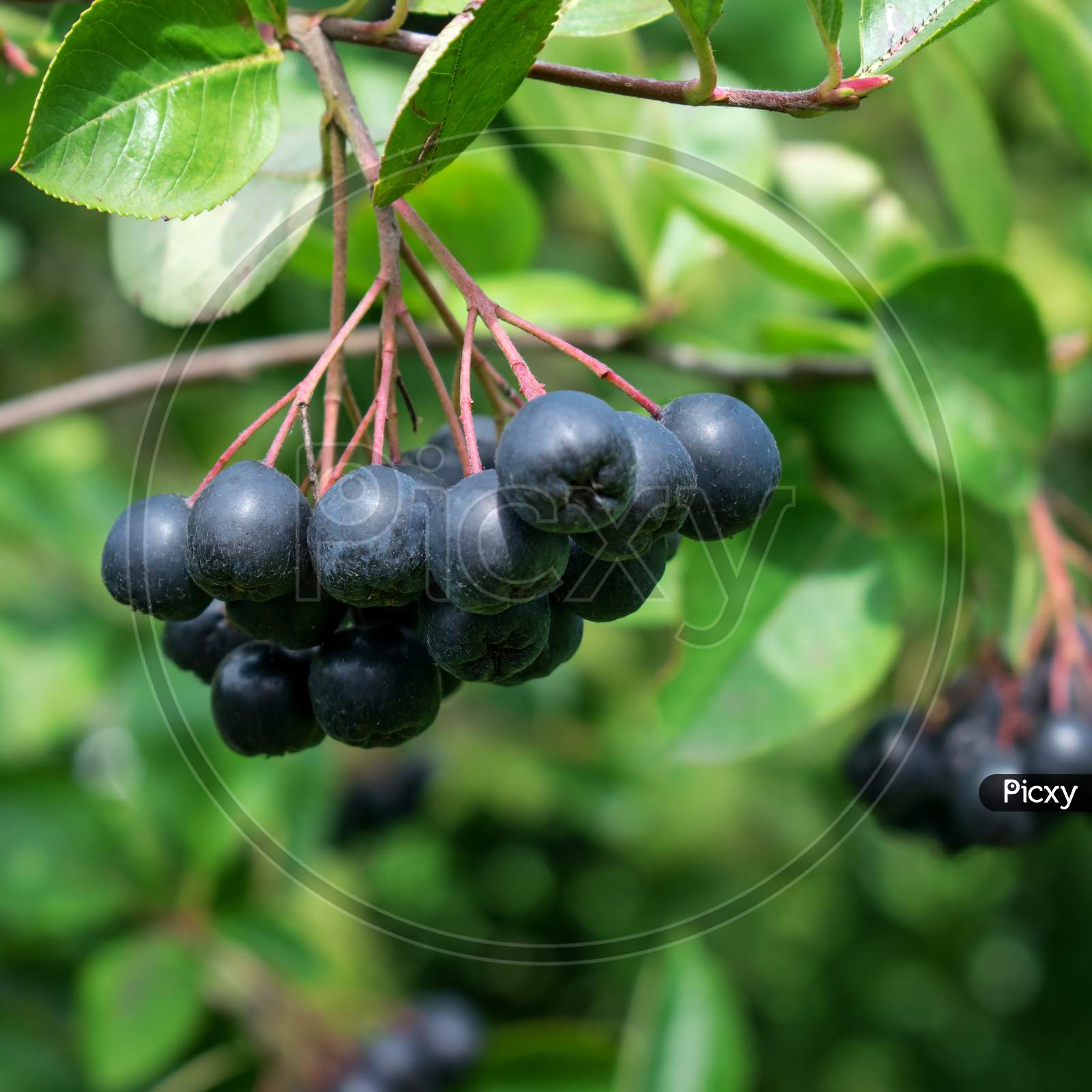 Branch Filled With Aronia Berries.