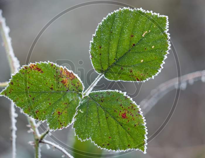 Close Up Of Some Blackberry Leaves Covered With Hoar Frost