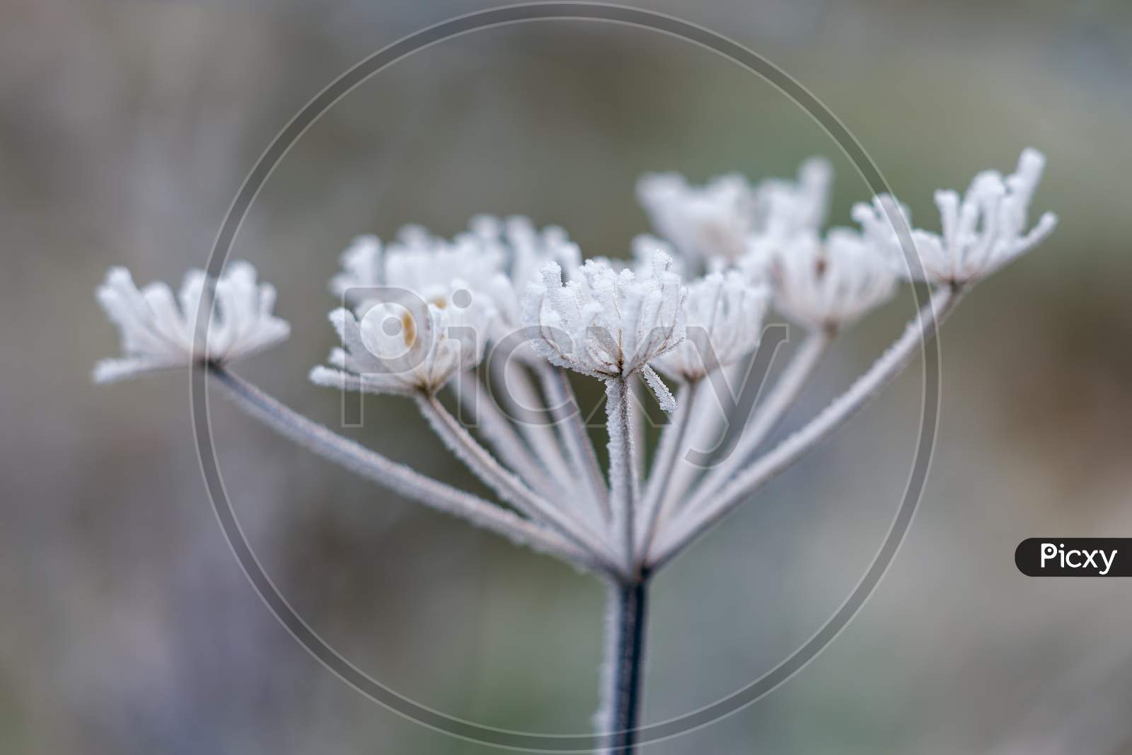 Dead Cow Parsley Covered In Hoar Frost On A Winters Day