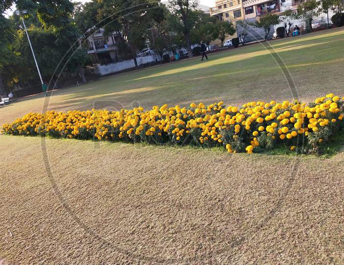 Beautiful park and green Chandigarh sector 33