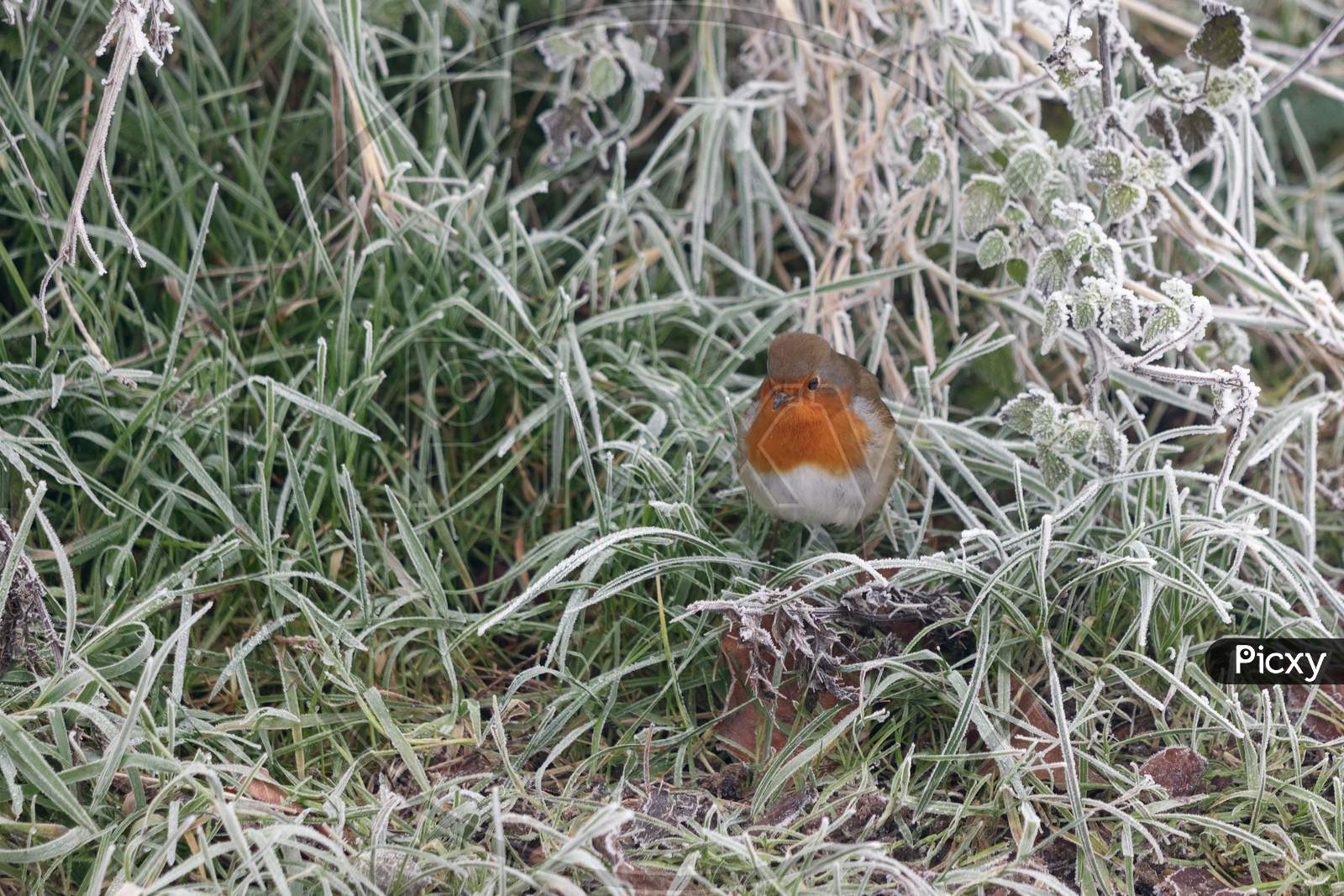 Close-Up Of An Alert Robin Standing In Grass Covered With Hoar Frost On A Winters Morning
