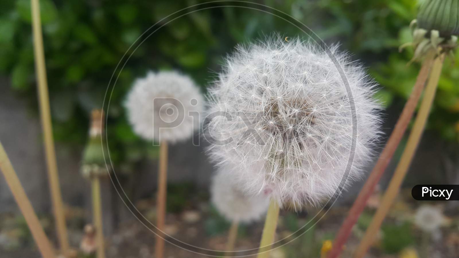 Delicate Fluffy Flower Selectively Focused On A Blurred Green Leaves Background