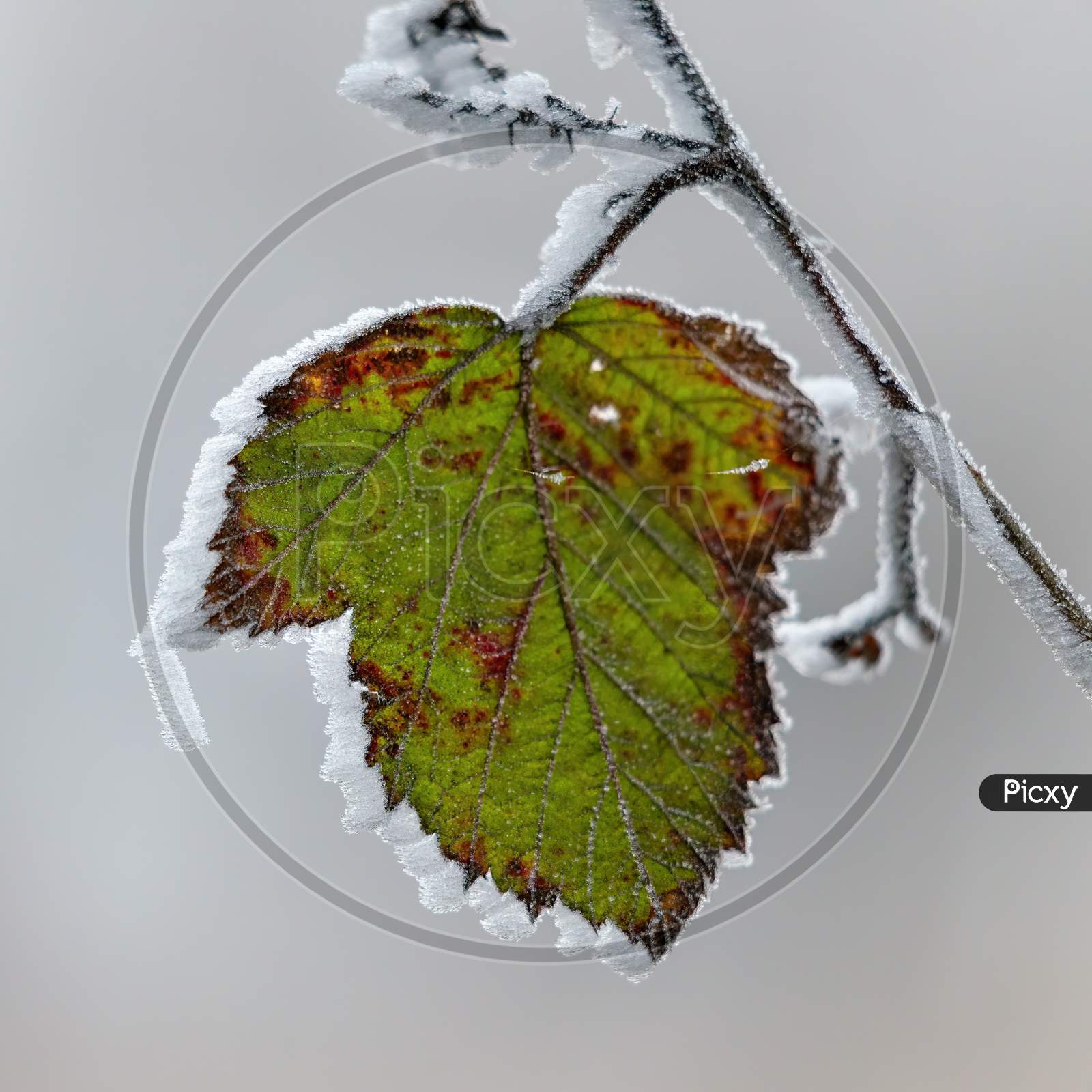 Close Up Of A Blackberry Leaf Covered With Hoar Frost
