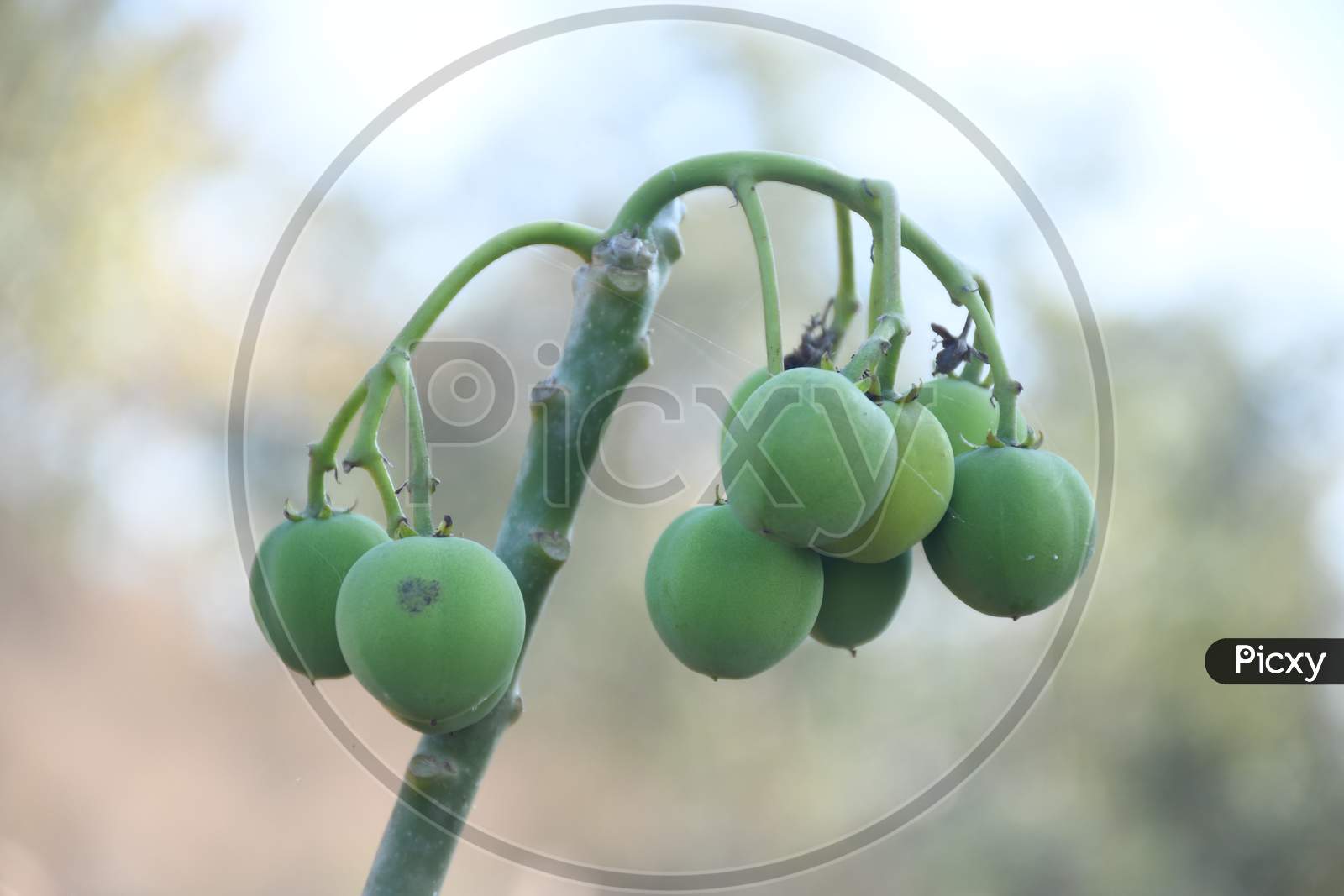 closeup view of plant