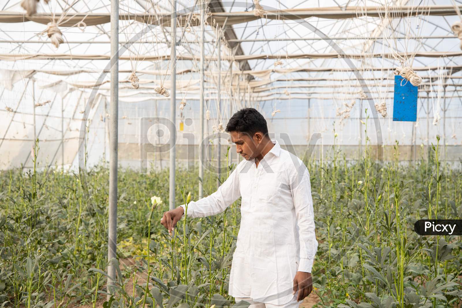 Young Indian Farmer Inspecting Crop While Standing At His Poly House Or Greenhouse, Agriculture Business And Rural Prosperity Concept. Man Wearing White Cloths, Copy Space