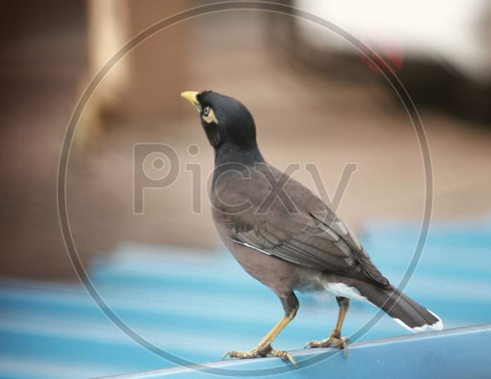 Common Indian Myna on roof top