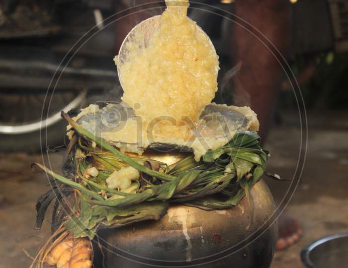 Celebrating Traditional Thai Pongal Festival To Sun God With Pot, Lamp,Wood Fire Stove, Fruits And Sugarcane. Making Sakkarai Or Sugar Pongal And Ven Pongal In Sand Stove In Traditional Method.