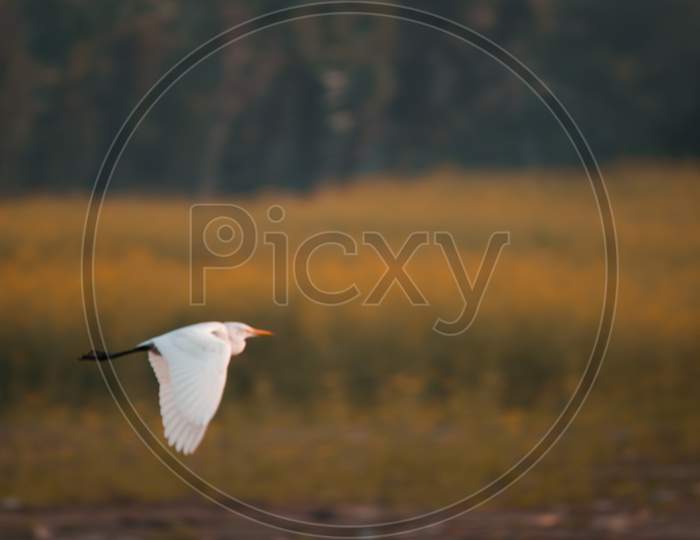 Flying egret bird.